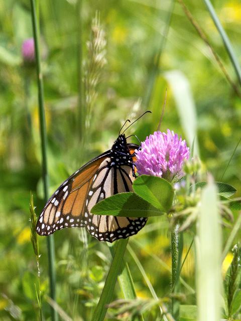 Monarch, Yadkin River, Caldwell County